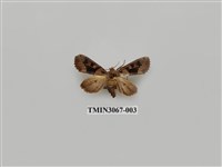 藏品(夜蛾828)的圖片